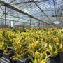 W.J. Rowlings Nurseries