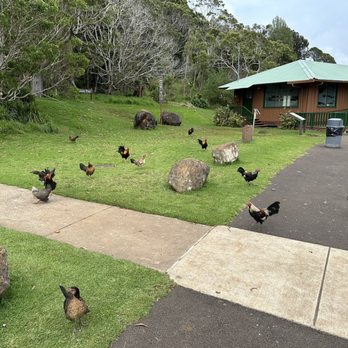 Kokee Lodge - Cocktail Bars Near Me - Waimea, Hawaii