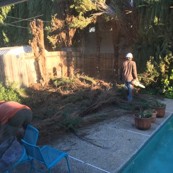 Anderson Tree - During removal - Tree Services Near Me - Elverta, California