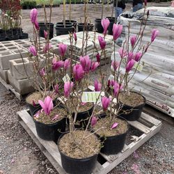 Paul Kellogg's Garden Center & Landscaping - Magnolia trees