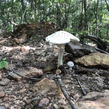 Paris Mountain State Park - Big Mushroom Little Mushroom - Lakes Near Me - Greenville, South Carolina Paris Mountain State Park - Big Mushroom Little Mushroom - Lakes Near Me - Greenville, South Carolina