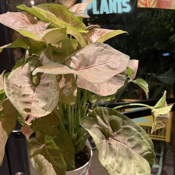Latinx With Plants - Took this home with me. - Nurseries & Gardening Near Me - Los Angeles, California