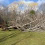 Photo of Norfolk Tree Service