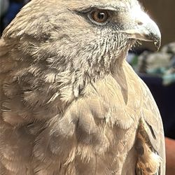 Swainsons Hawk