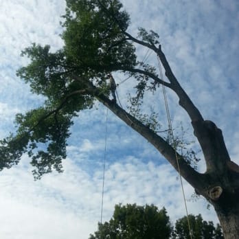 Stewart Brother's Tree Service - Tree Services Near Me Stewart Brother's Tree Service - Tree Services Near Me