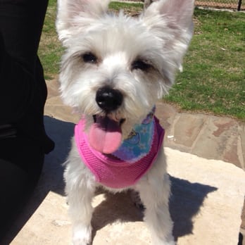 Northbark Dog Park - My litto schnauzer at Northbark Park! - Dog Parks Near Me - Dallas, Texas Northbark Dog Park - My litto schnauzer at Northbark Park! - Dog Parks Near Me - Dallas, Texas