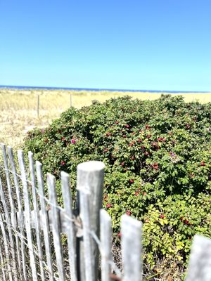 Herring Cove Beach by null