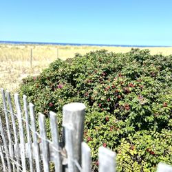 Herring Cove Beach - The Bluest Of Skies