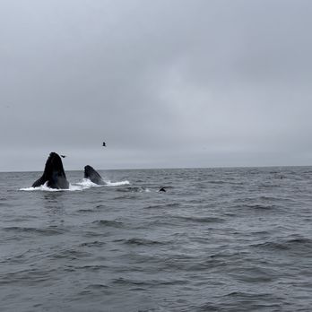 Oceanic Expeditions - Whale Watching Tours Near Me - Moss Landing, California