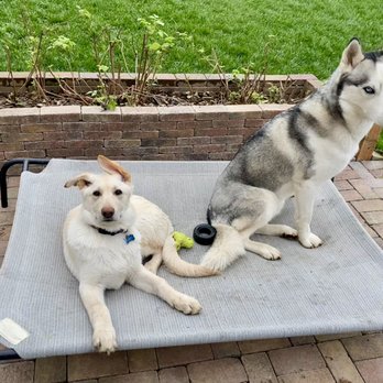 Pawsitively Paws - Happy National puppy day from these two sweethearts! - Dog Walkers Near Me - Ridgefield, Washington Pawsitively Paws - Happy National puppy day from these two sweethearts! - Dog Walkers Near Me - Ridgefield, Washington