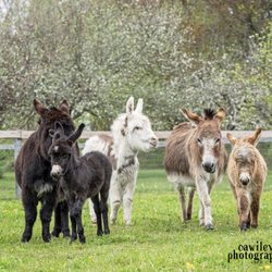 Foster Hill Farm