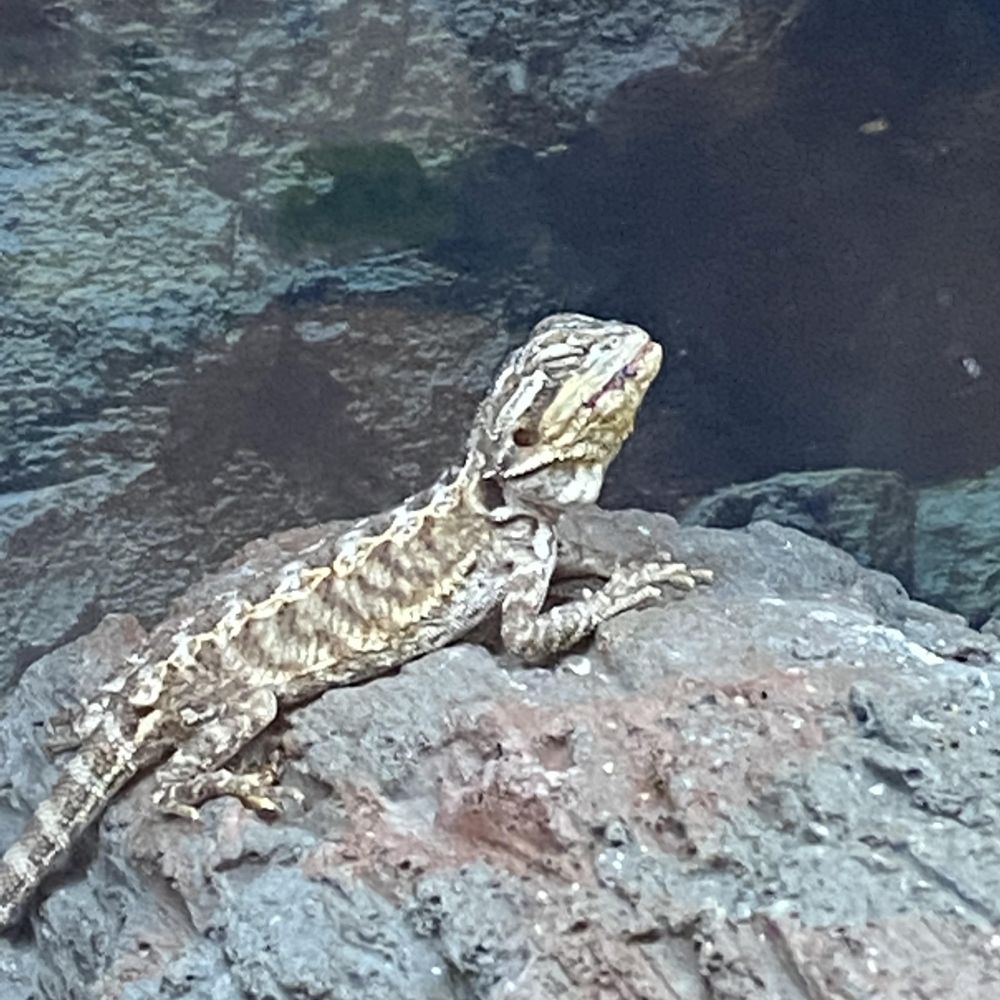Petco - Sick Bearded Dragon - Pet Stores Near Me - Redlands, California