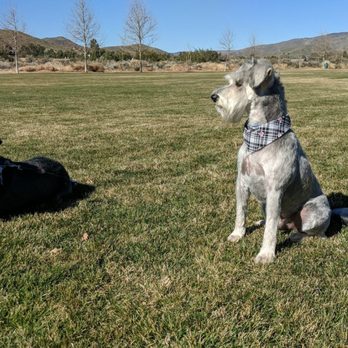 Acton Pet Grooming - Pet Groomers Near Me - Acton, California