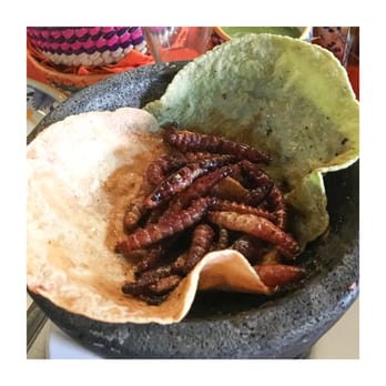 Mi Ciudad - Gusanos de Maguey - Mexican Near Me - Puebla, PUE