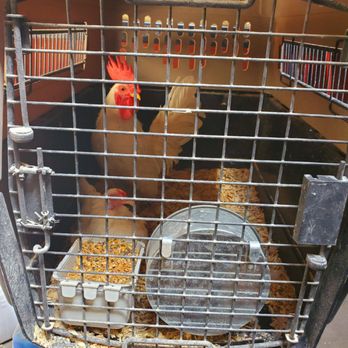 Peninsula Feed Store - Chicken - Livestock Feed & Supply Near Me - Redwood, California