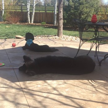 Rocky Mountain Dog Training - Auggie (Shiloh Shepherd) and Abbot (Doodle) lounging - Pet Training Near Me - Broomfield, Colorado