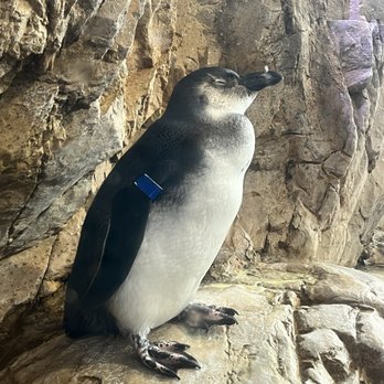 Audubon Aquarium - He is so dignified and unbothered. - Aquariums Near Me - New Orleans, Louisiana Audubon Aquarium - He is so dignified and unbothered. - Aquariums Near Me - New Orleans, Louisiana