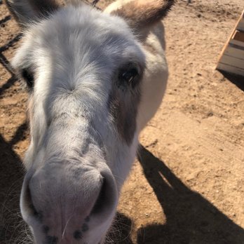 Forever Home Donkey Rescue and Sanctuary - Animal Shelters Near Me - Benson, Arizona