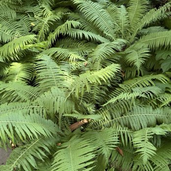 Tribeca Park - Plants - Parks Near Me - New York, New York Tribeca Park - Plants - Parks Near Me - New York, New York