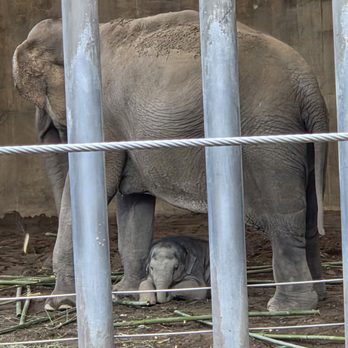 Oregon Zoo - Baby elephant! - Zoos Near Me - Portland, Oregon