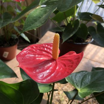 Tallahassee Nurseries Inc - Nurseries & Gardening Near Me - Tallahassee, Florida Tallahassee Nurseries Inc - Nurseries & Gardening Near Me - Tallahassee, Florida