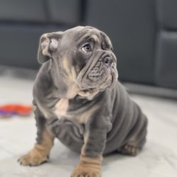 EversoEnglishBulldogs