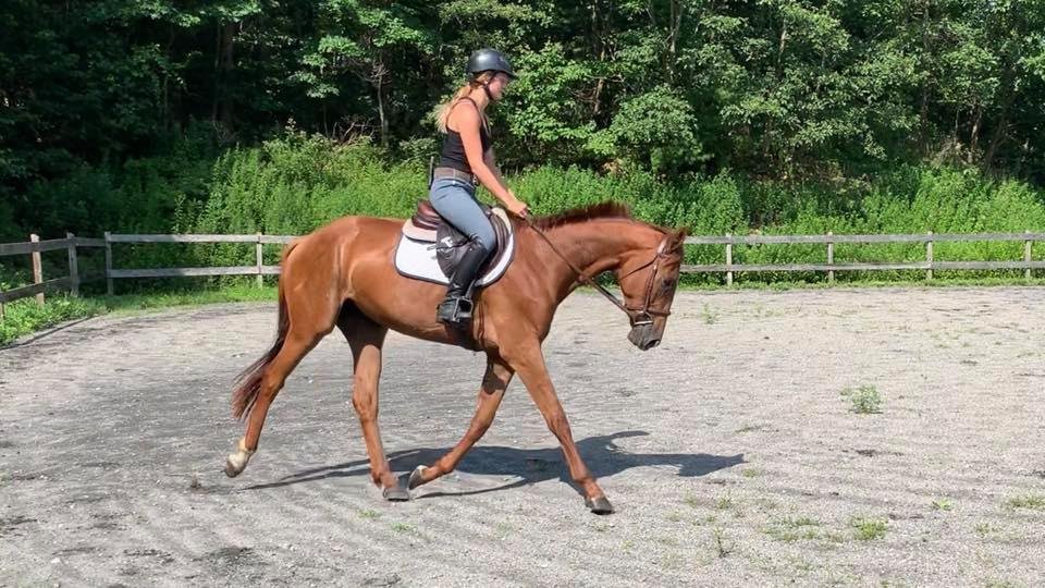 ROCK RIDGES STABLES Updated October 2024 40 Stephens Rd, West