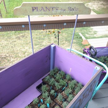 Luling Lavender Fields - Plants. - Home Decor Near Me - Luling, Texas