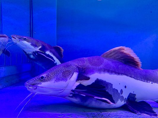 Shiraike Jigoku by null