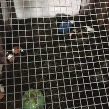 Hathaway Farm - Guinea pigs - Food Near Me - Rutland, Vermont Hathaway Farm - Guinea pigs - Food Near Me - Rutland, Vermont