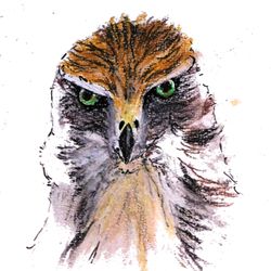 Lacey Lewis School of Realist Art - Pastels hawk