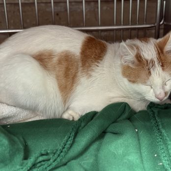 Carson Animal Care Center - Simba, 2 YO Orange & White Shorthair, Neutered Male; ID: A5754321 - Animal Shelters Near Me - Gardena, California