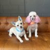 Sancho and Lucky’s Dog Spa gift card