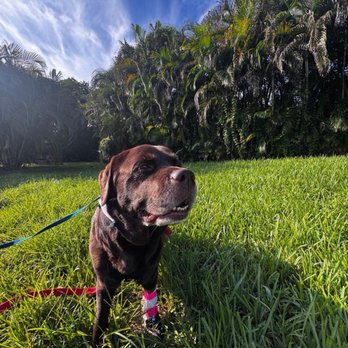 Advanced Veterinary Care Center - Emergency Pet Hospital Near Me - Davie, Florida