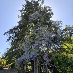 Wisteria