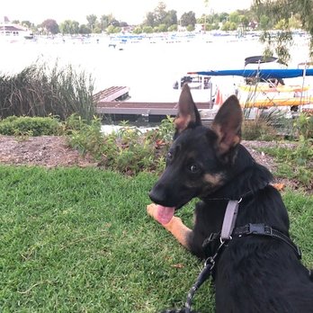 LA Dog Experts - Pet Training Near Me LA Dog Experts - Pet Training Near Me