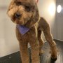 Photo of Happy Dog Grooming Salon