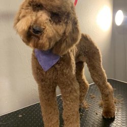 Happy Dog Grooming Salon
