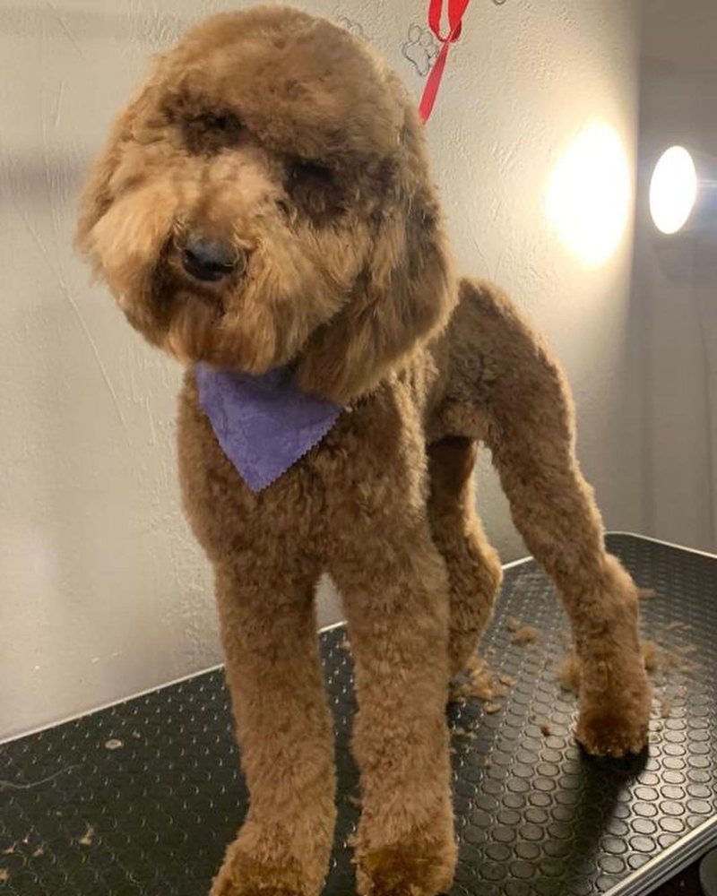 HAPPY DOG GROOMING SALON Updated September 2024 949 Airline Rd