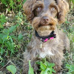 American Dog Breeders Association - Looking for a toy male schnauzer  to breed with my year and 1/2 old toy