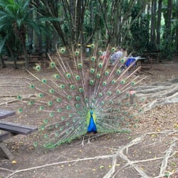 Alma Park Zoo - Peacocks