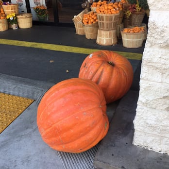 Vons - $60 pumpkin - Grocery Near Me - Claremont, California Vons - $60 pumpkin - Grocery Near Me - Claremont, California
