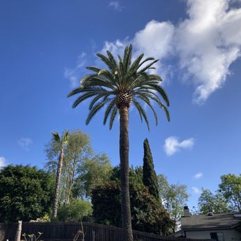 Arce's Tree Service - After - Tree Services Near Me Arce's Tree Service - After - Tree Services Near Me