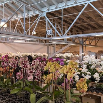 SF Flower Market - Orchids - Florists Near Me - San Francisco, California