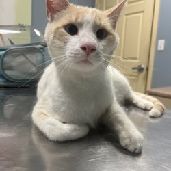 Blackiston Mill Animal Clinic - Titan