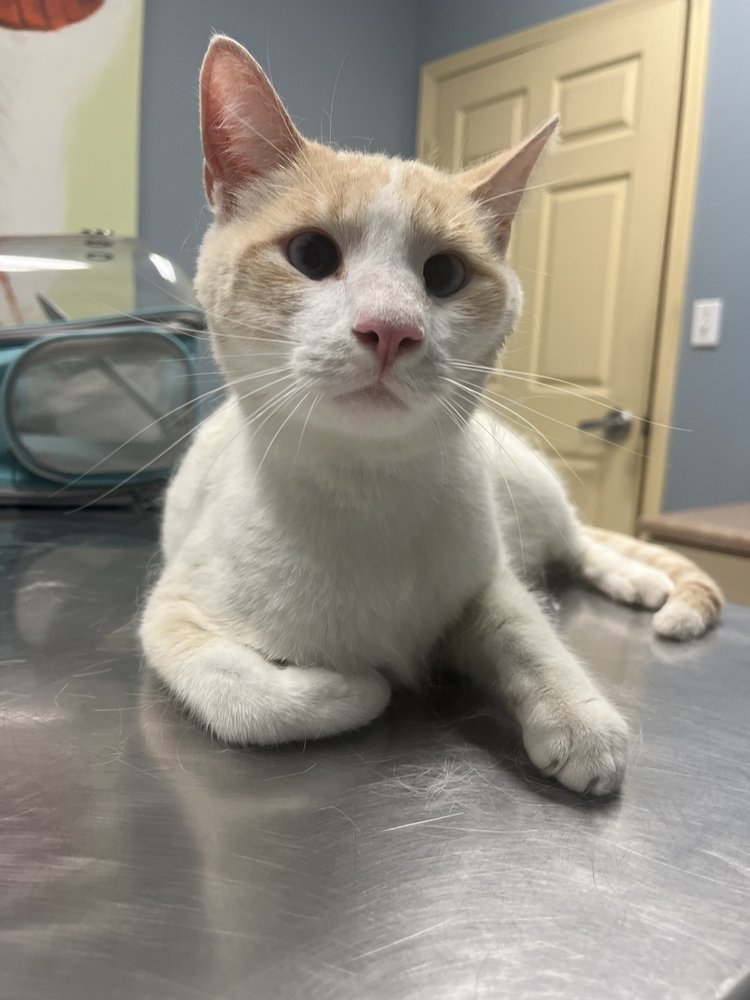 BLACKISTON MILL ANIMAL CLINIC - 2601 Blackiston Mill Rd, Clarksville