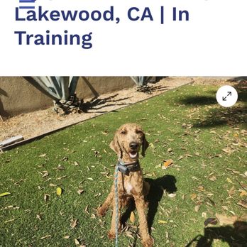OffLeash SoCal Dog Training - Long Beach - Ivys first day 7/15 - Pet Training Near Me