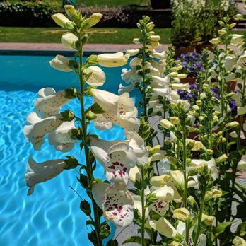 Filoli - Botanical Gardens Near Me - Woodside, California