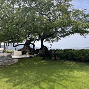 Orchids - Outside views - Breakfast & Brunch Near Me - Honolulu, Hawaii