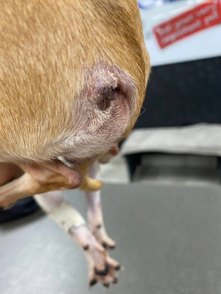 DOGGIE VIP - Miami Image